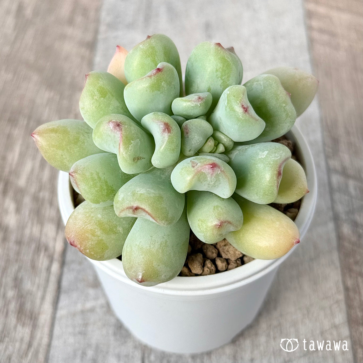 매운 장미
