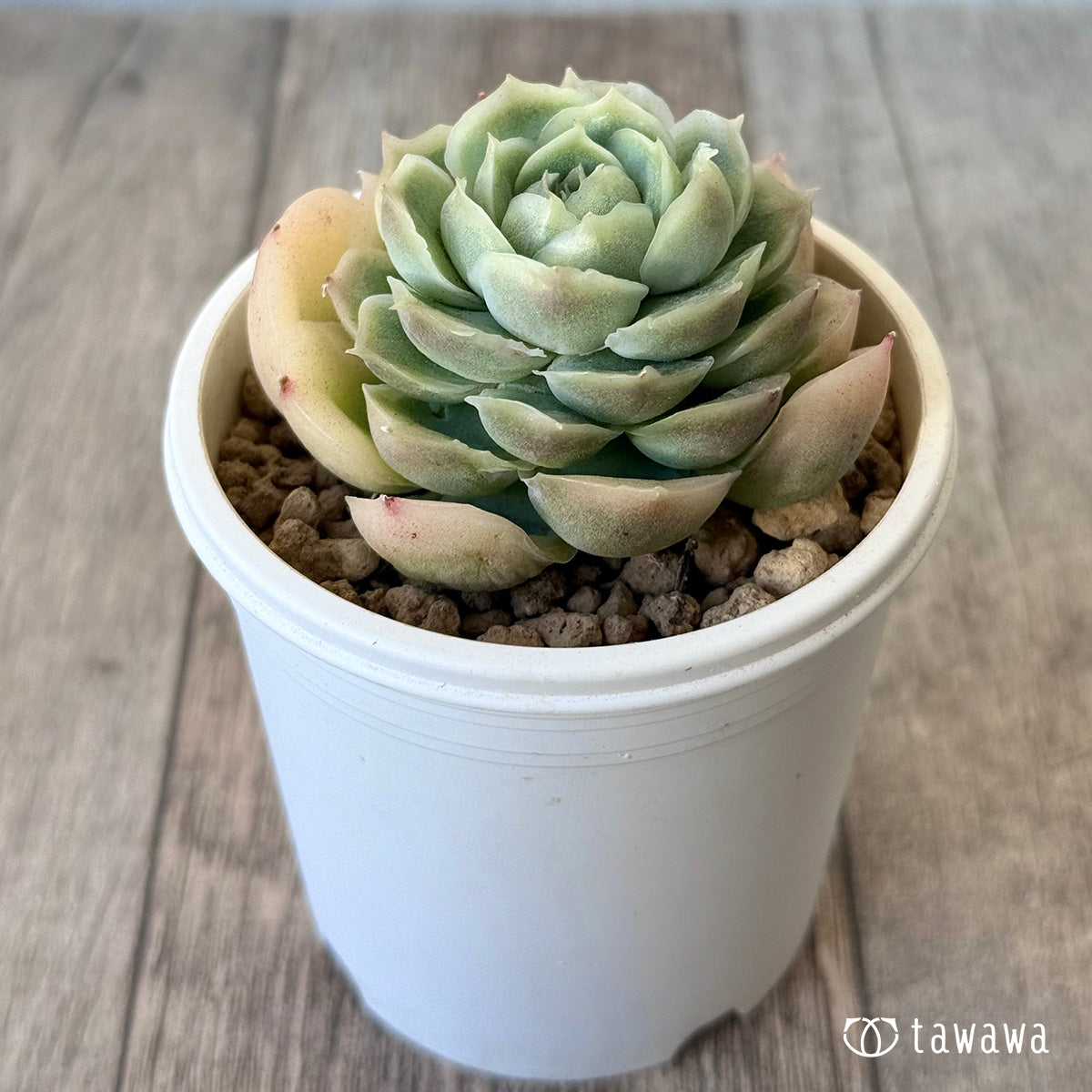 New Arrival* Cubic Frost