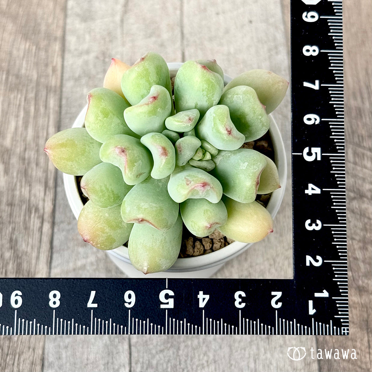 New Arrivals: Ice Green