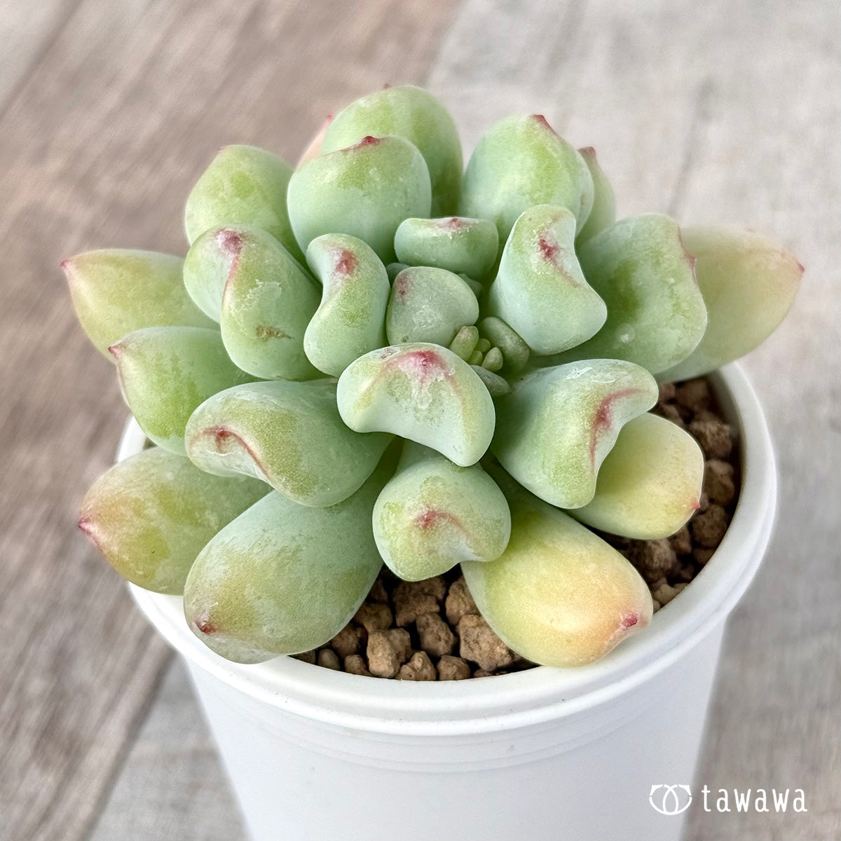 New Arrivals: Ice Green