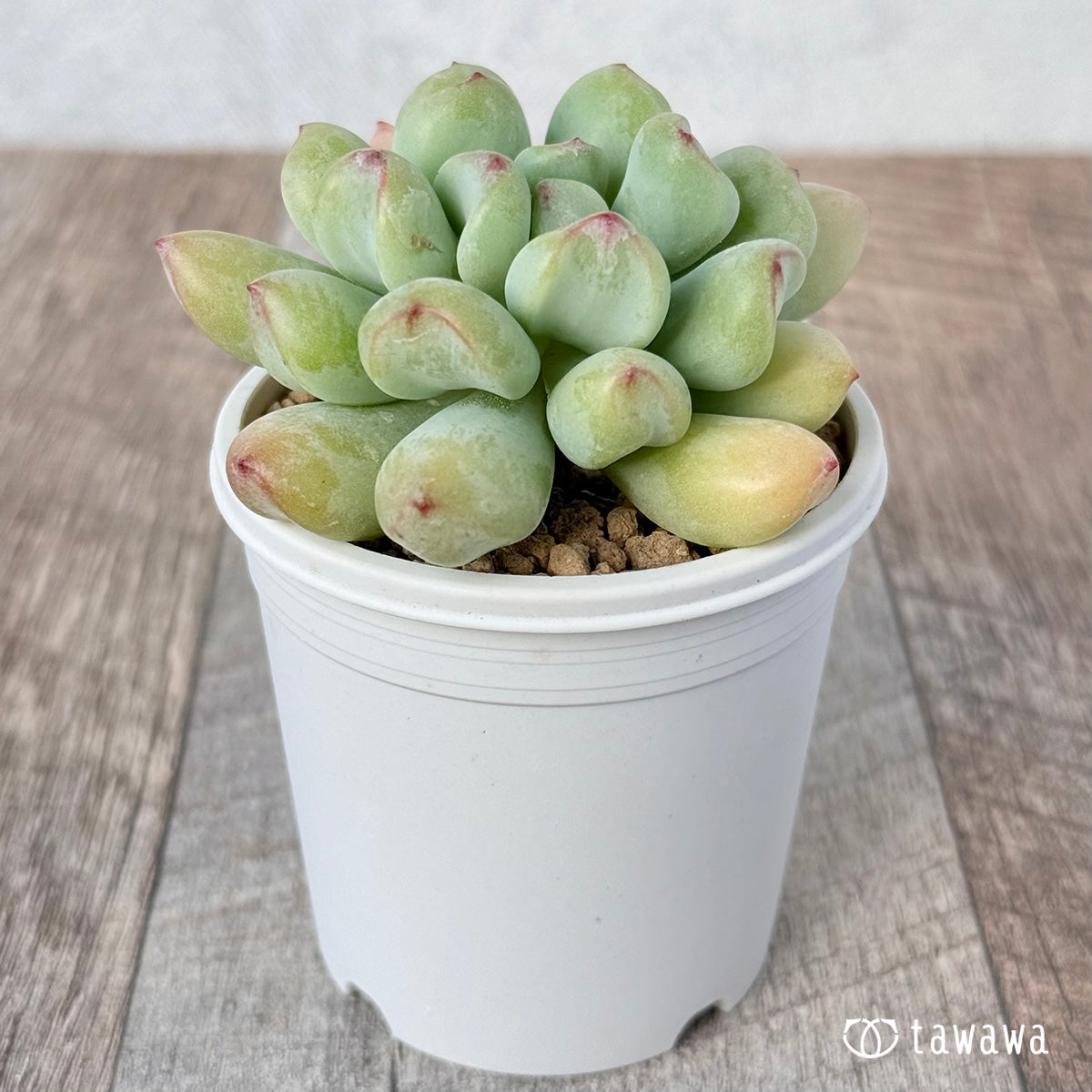 매운 장미