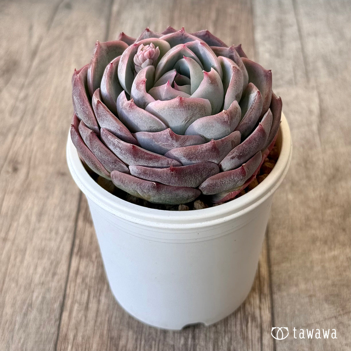 New Arrival* Cubic Frost