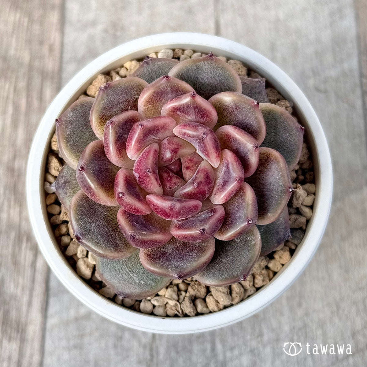신디