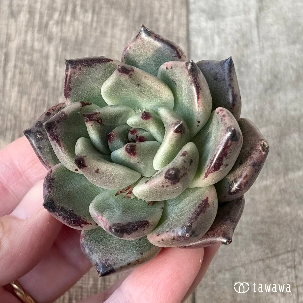 *新入荷* カラボニー