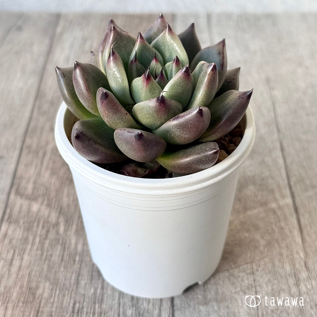 New Arrival* Cubic Frost
