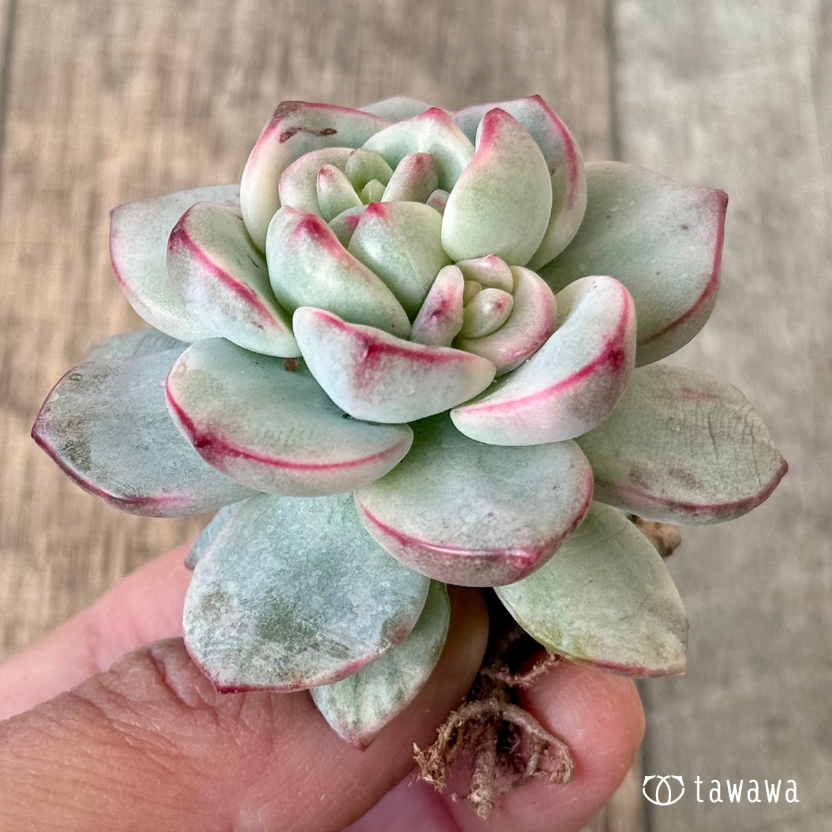 아루바①