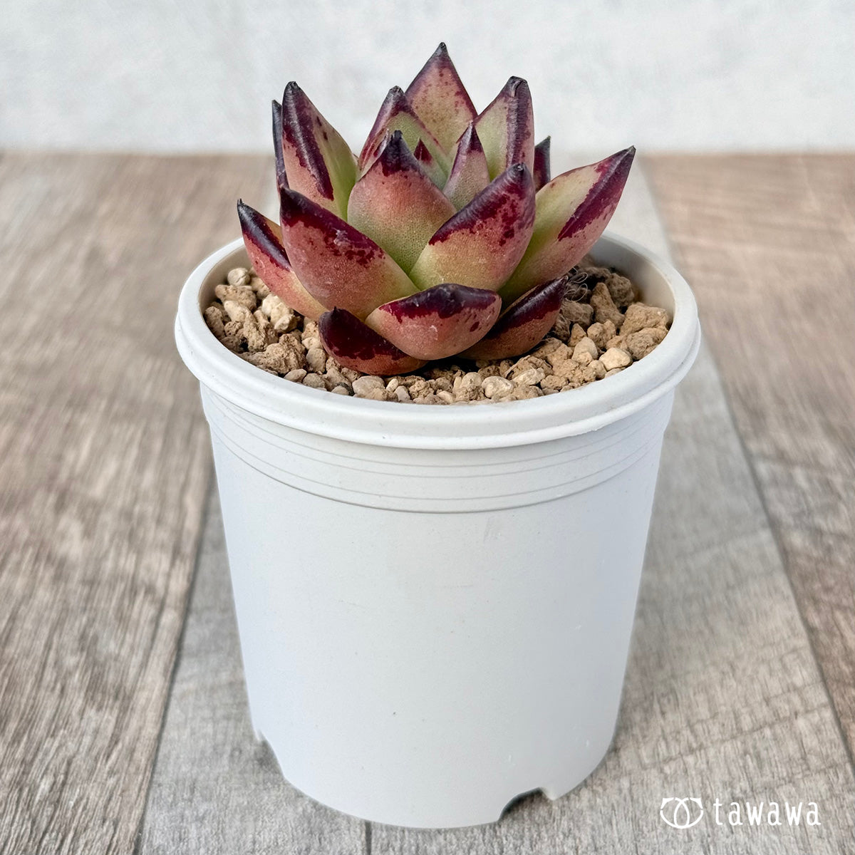 New Arrival* Cubic Frost