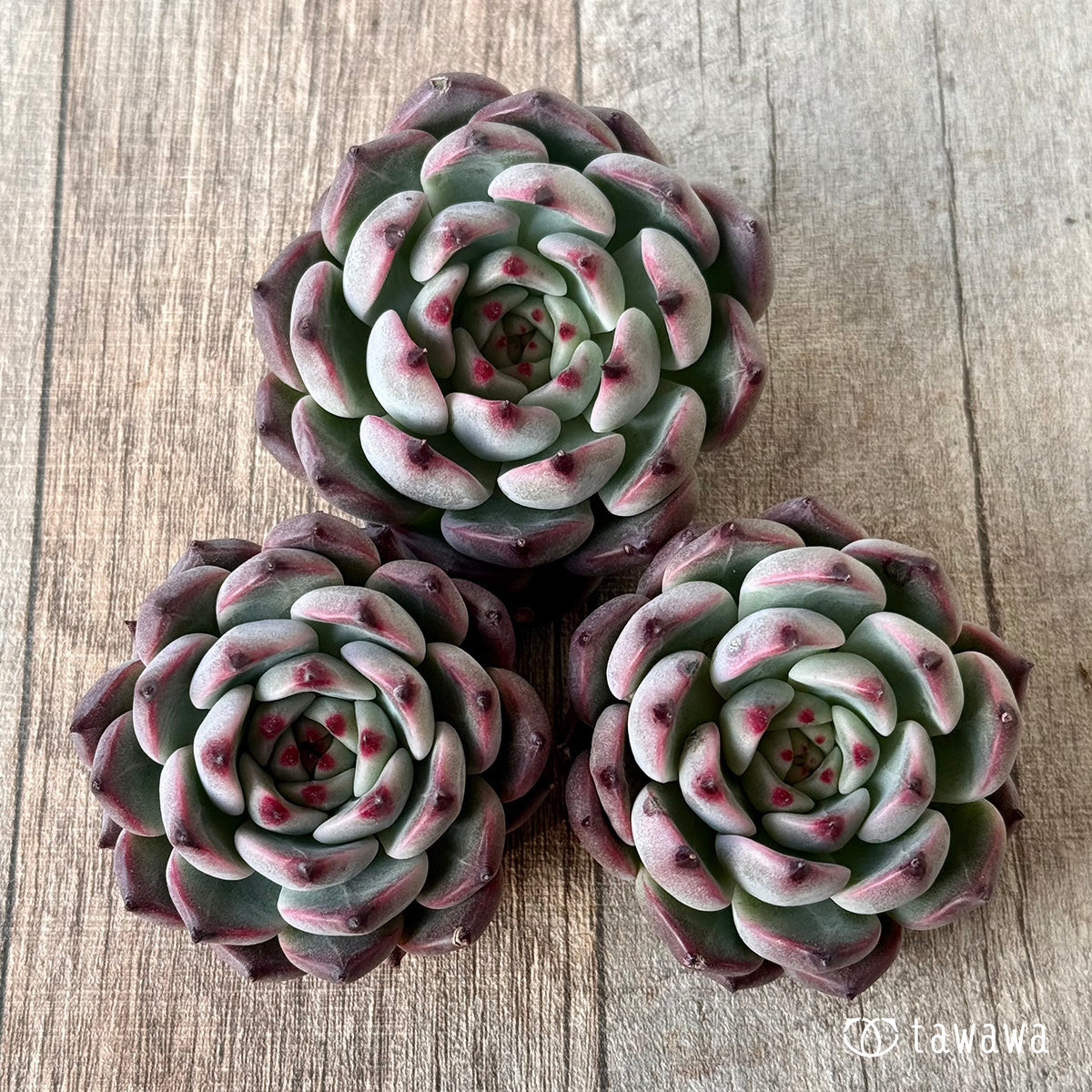 *新入荷* コタロウ