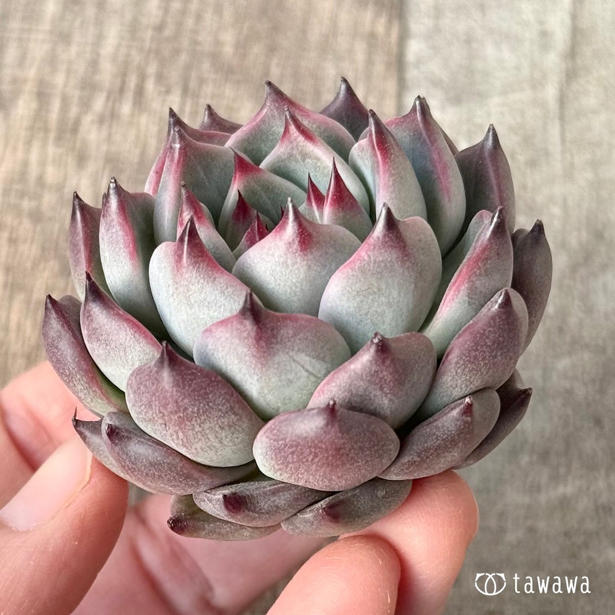 *新入荷* コタロウ