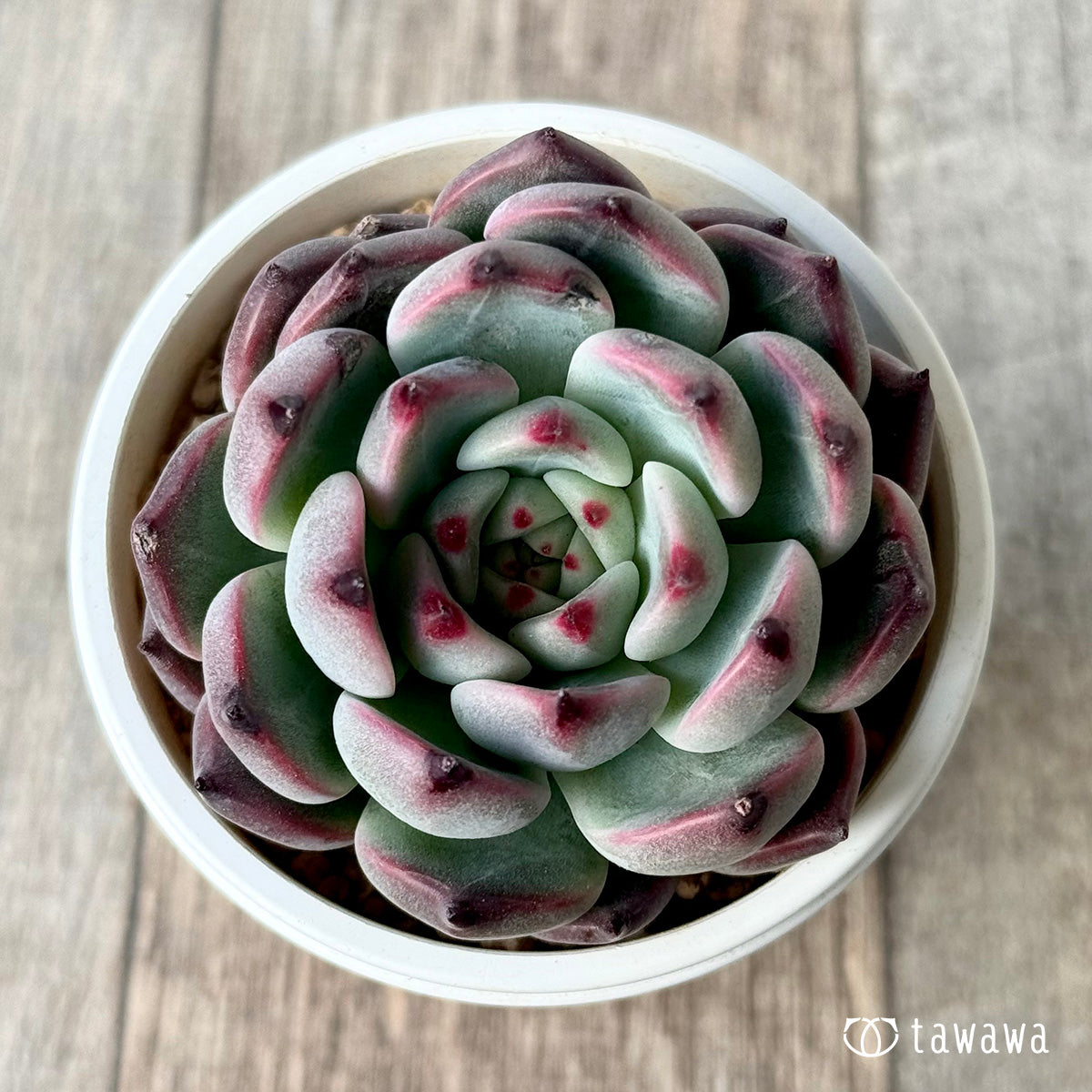 *新入荷* コタロウ