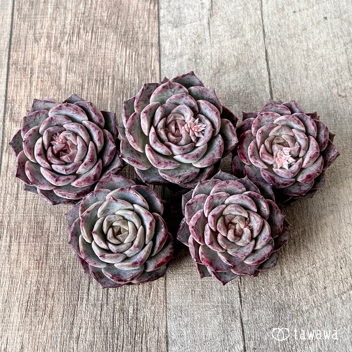 *新入荷* マックスパープル