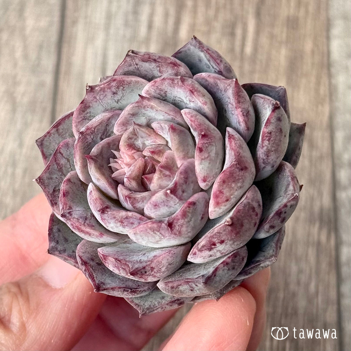 *新入荷* マックスパープル