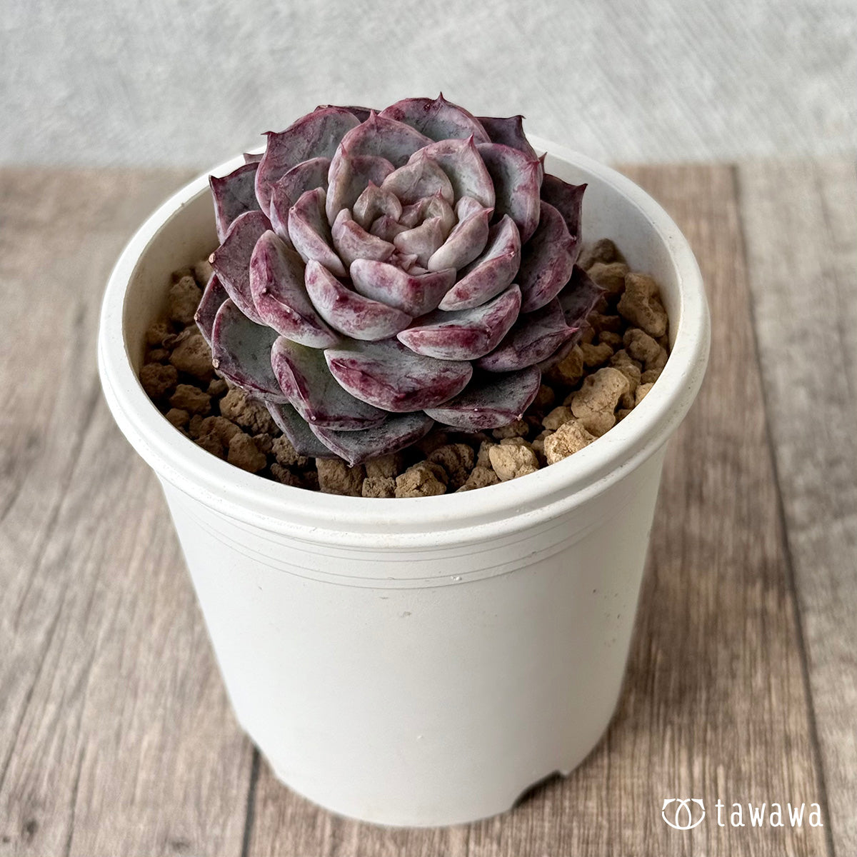 *新入荷* マックスパープル