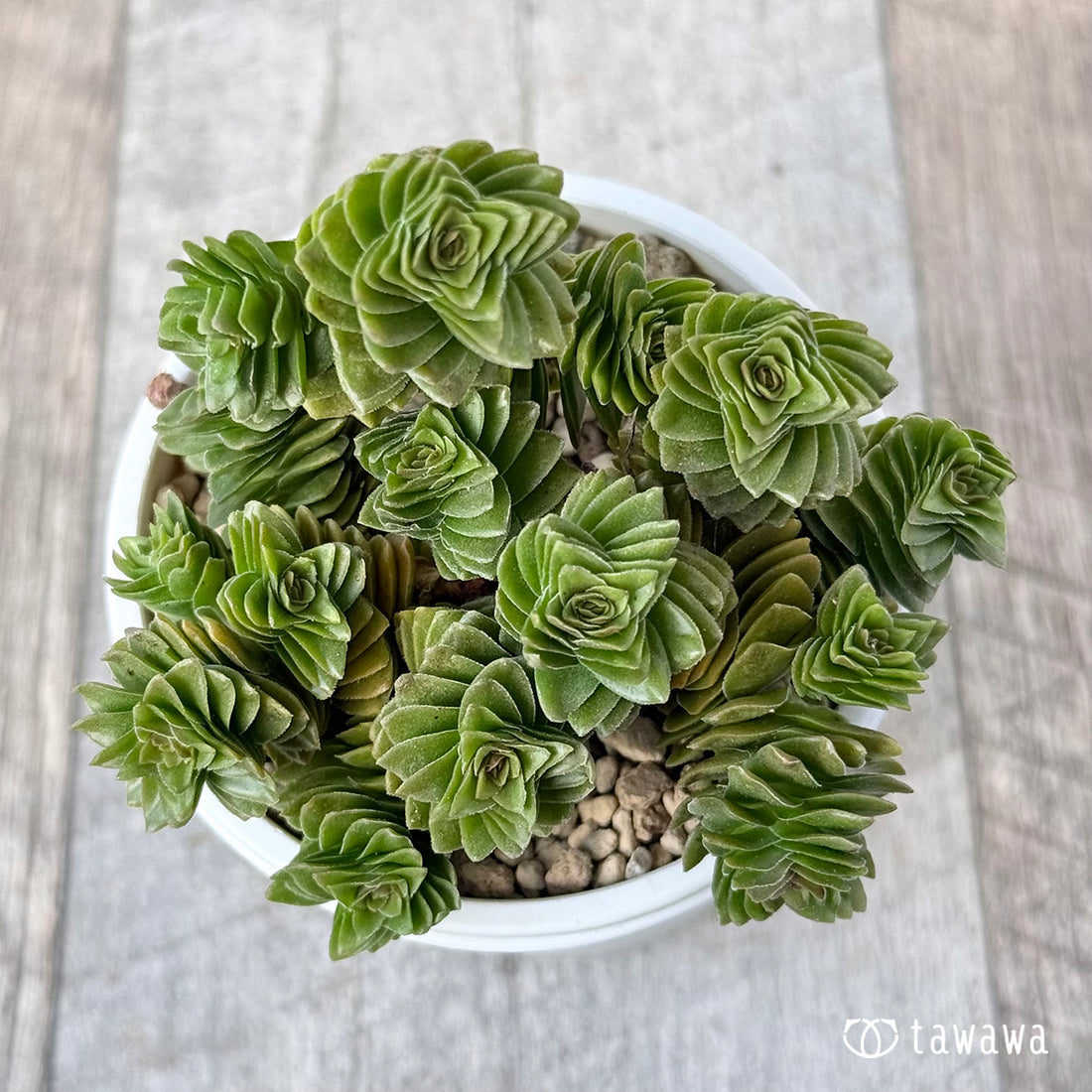 New Arrivals: Ice Green