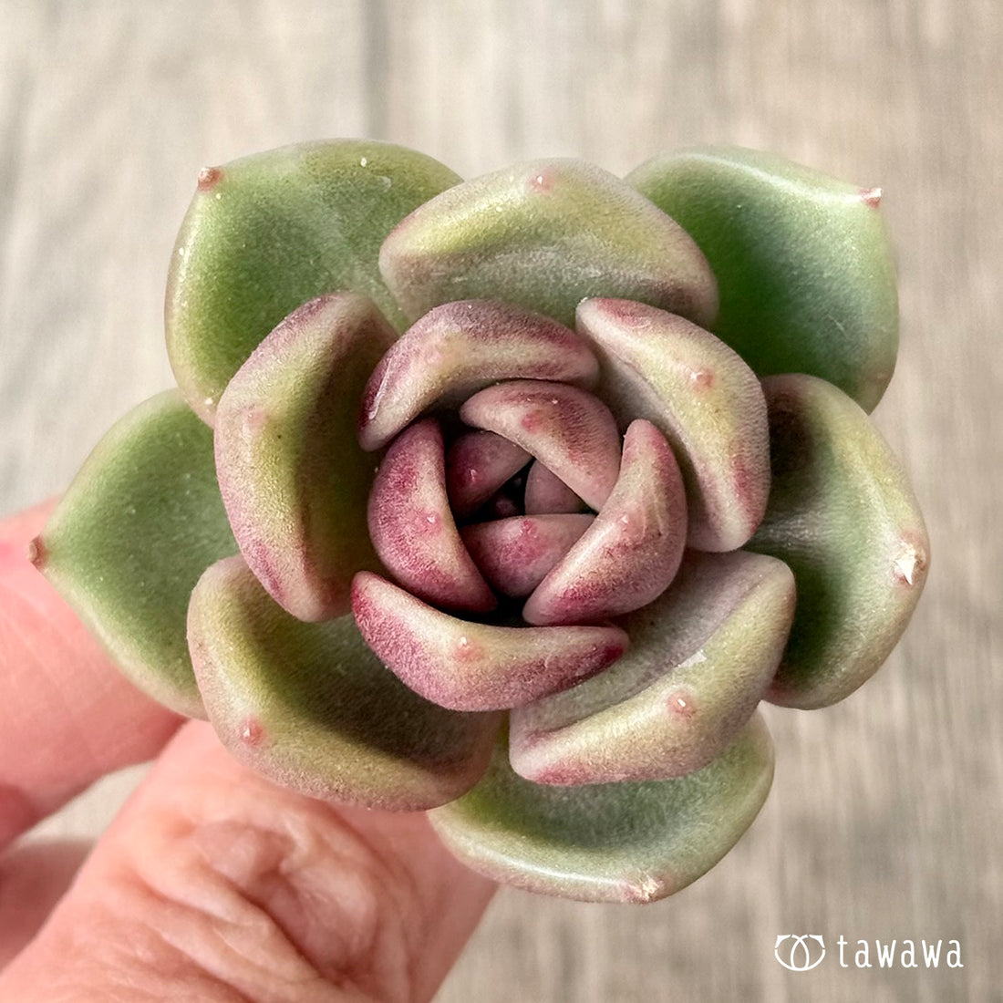 *新入荷* ロザンヌ