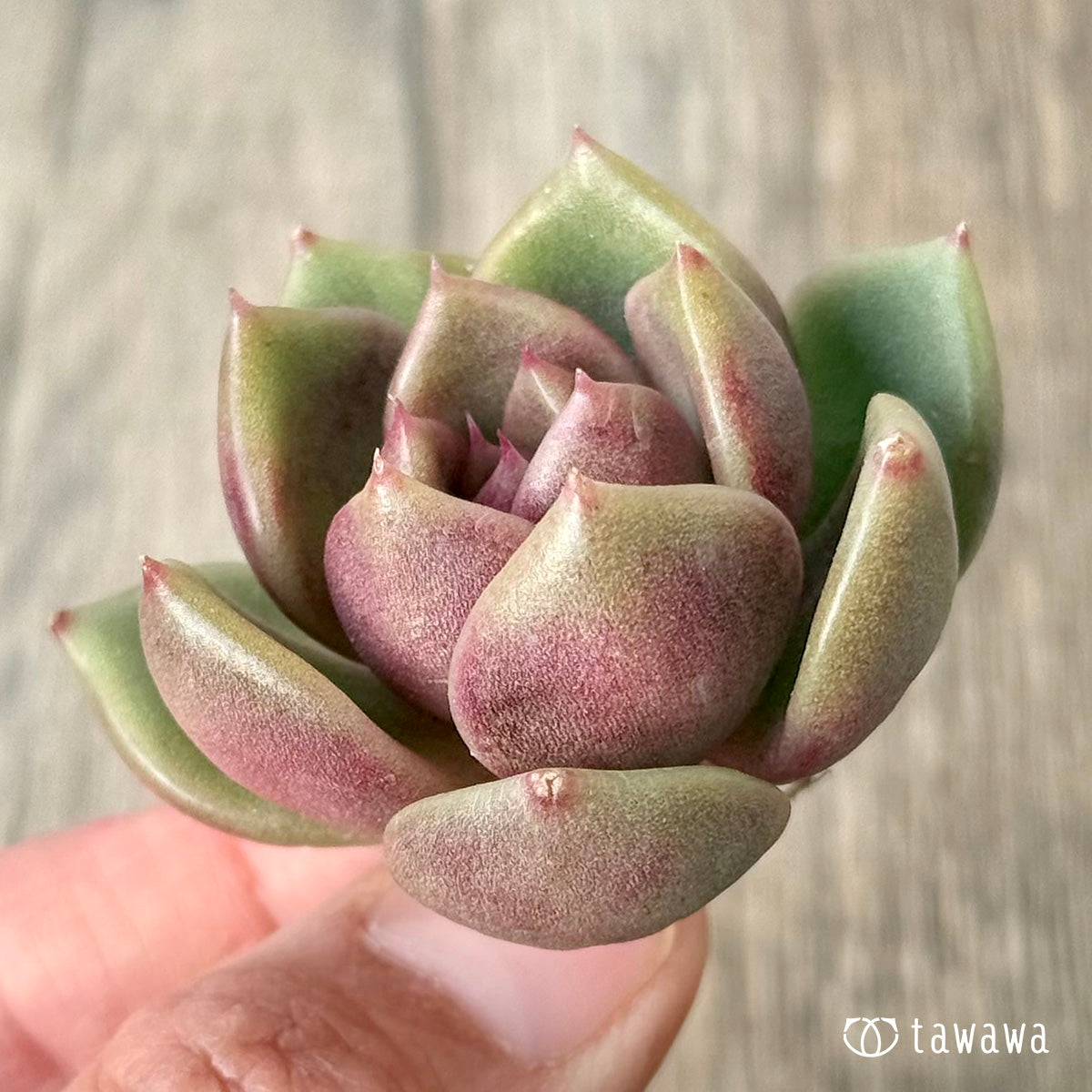 *新入荷* ロザンヌ