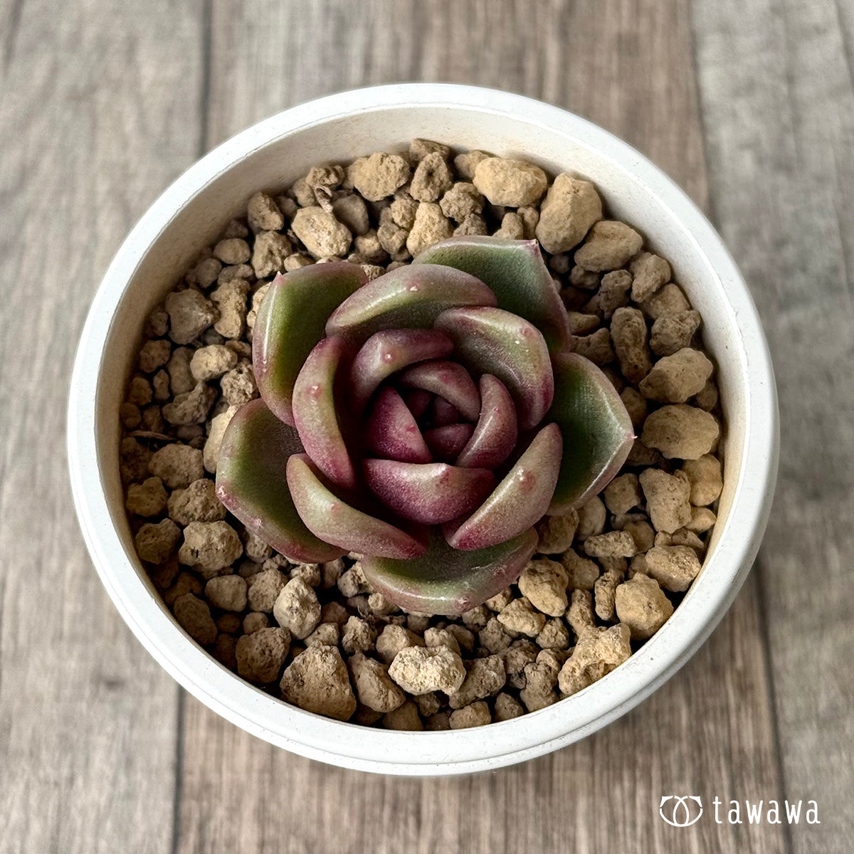 *新入荷* ロザンヌ