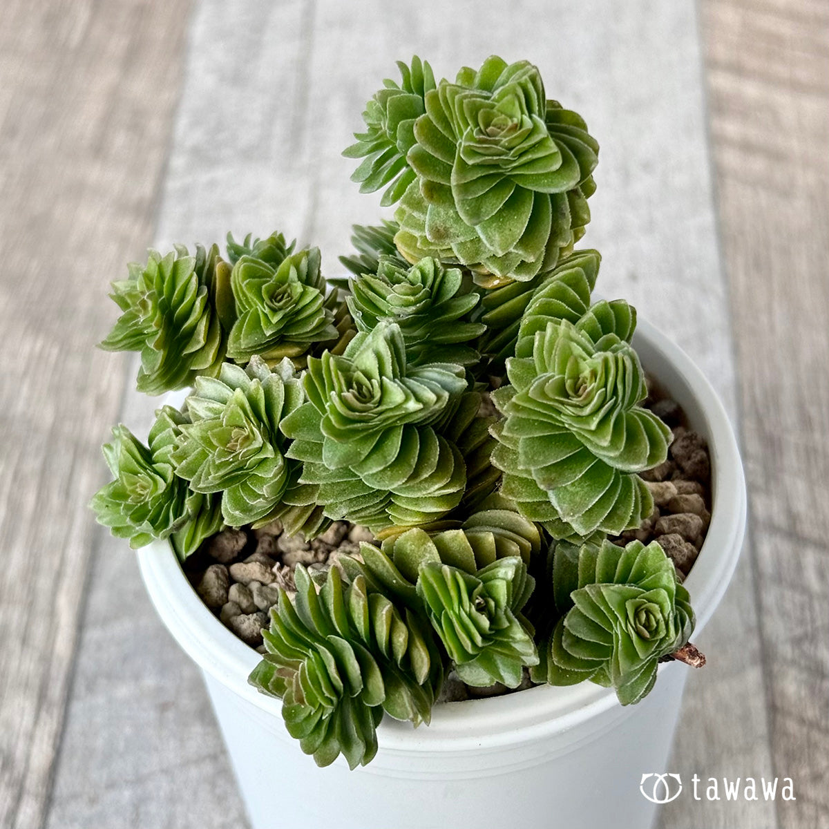 매운 장미