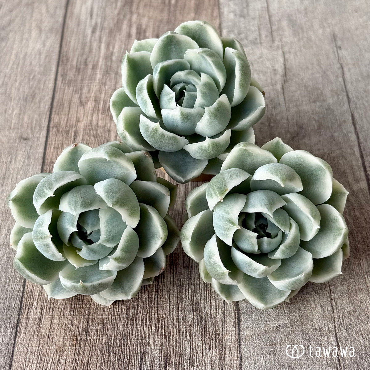 *新入荷* ジロ錦