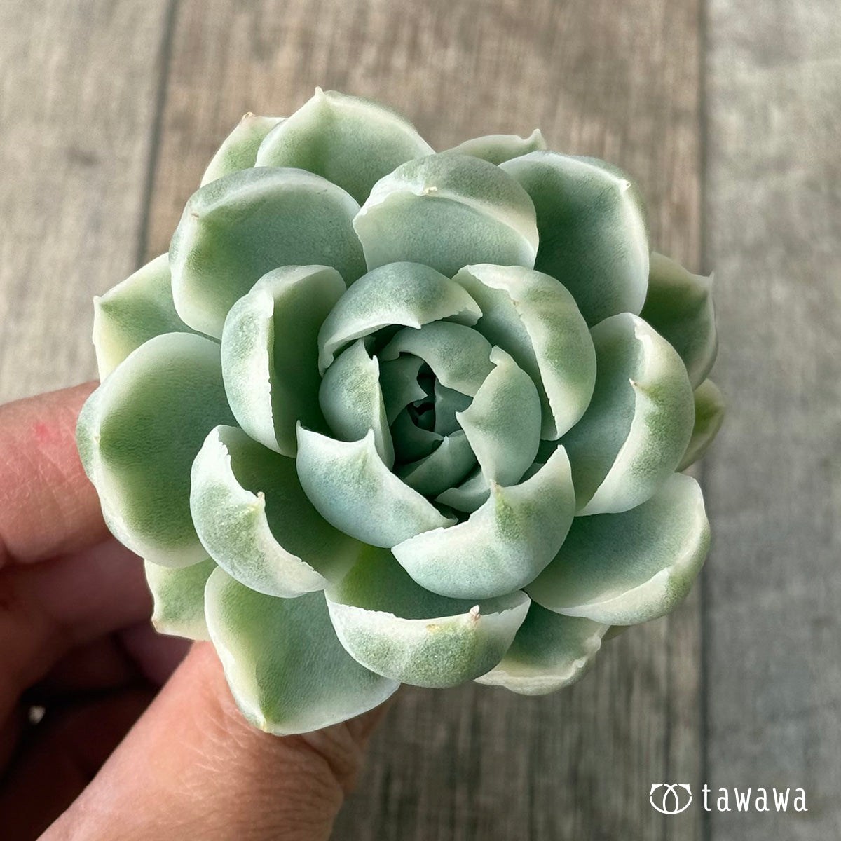 *新入荷* ジロ錦