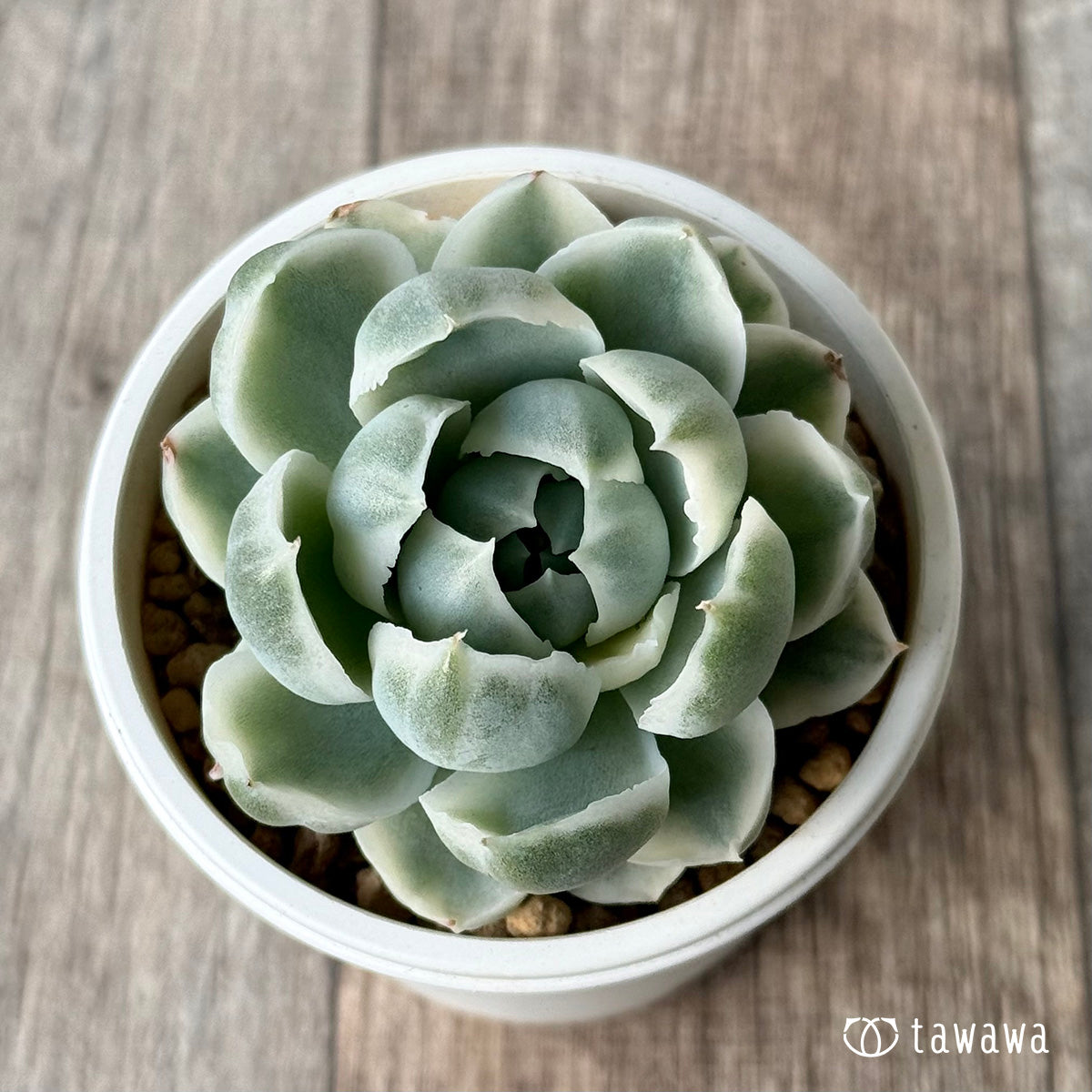 *新入荷* ジロ錦