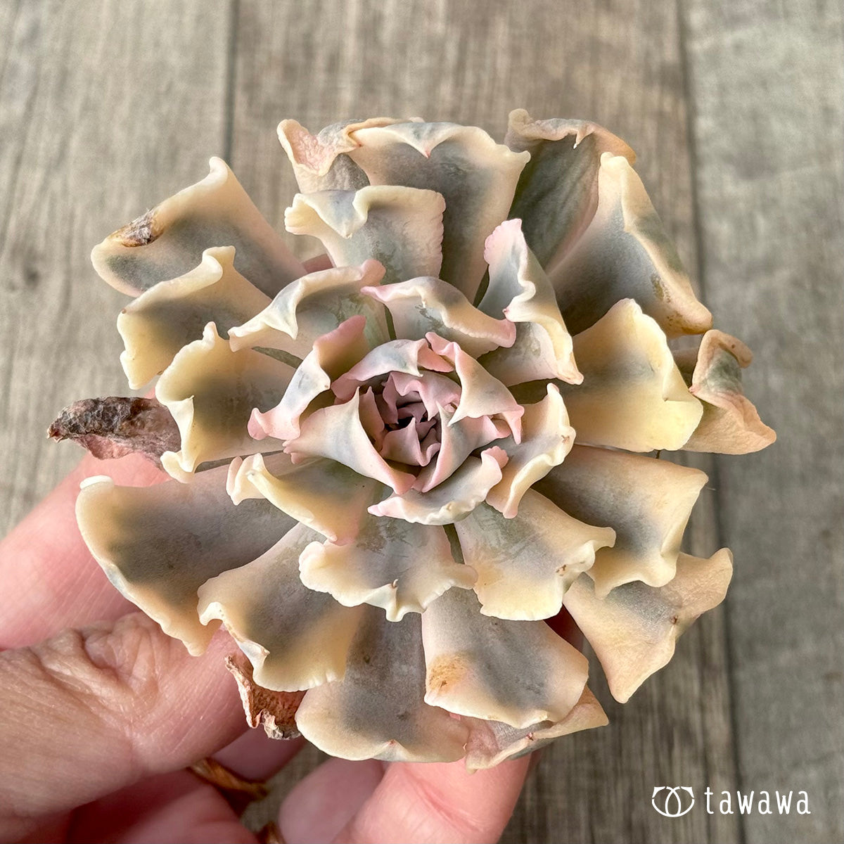 *新入荷* サフラン錦①