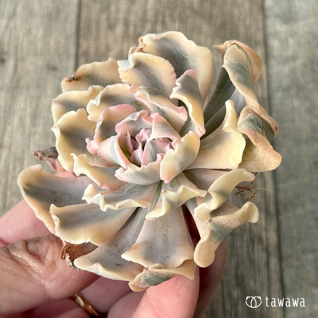 *新入荷* サフラン錦①