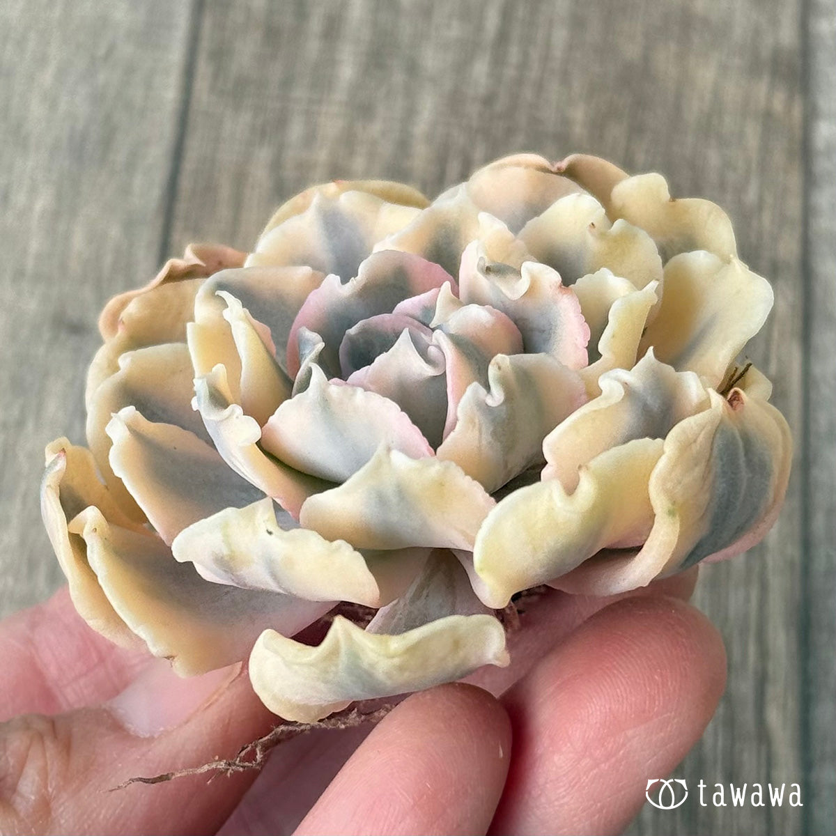 *新入荷* サフラン錦②