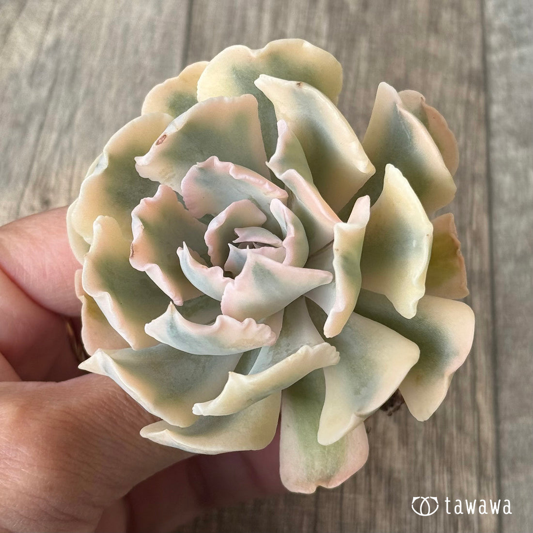 *新入荷* サフラン錦③