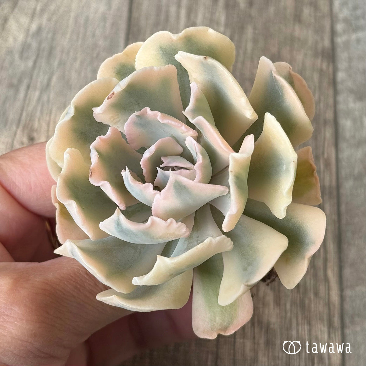 *新入荷* サフラン錦③