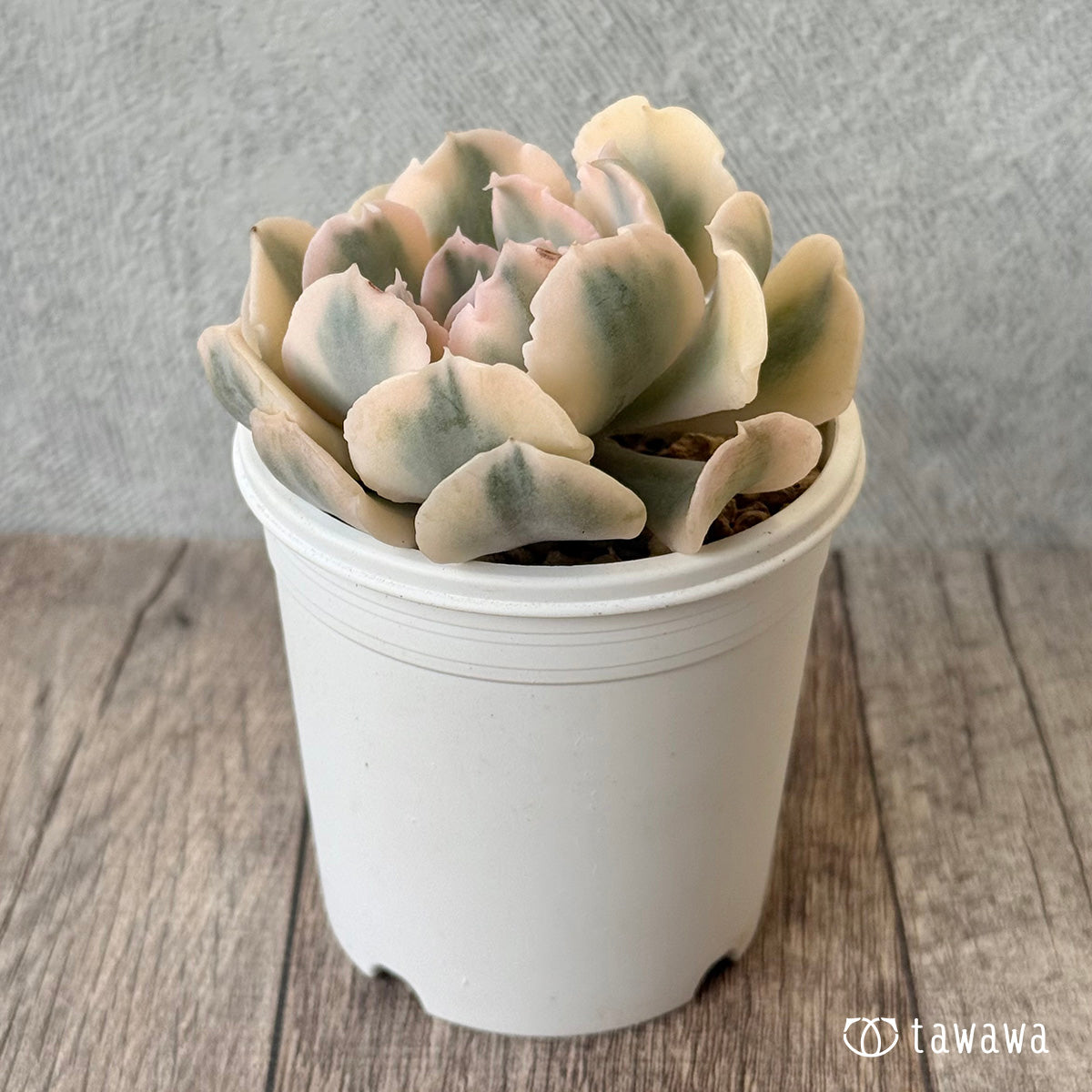 *新入荷* サフラン錦③