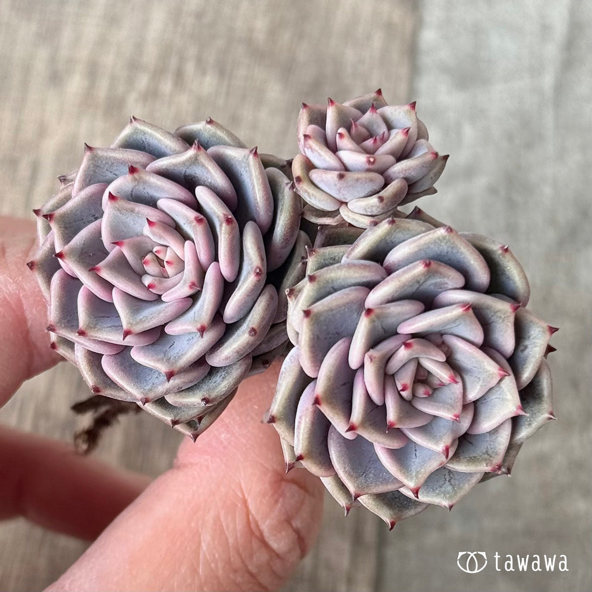 *新入荷* リオハート