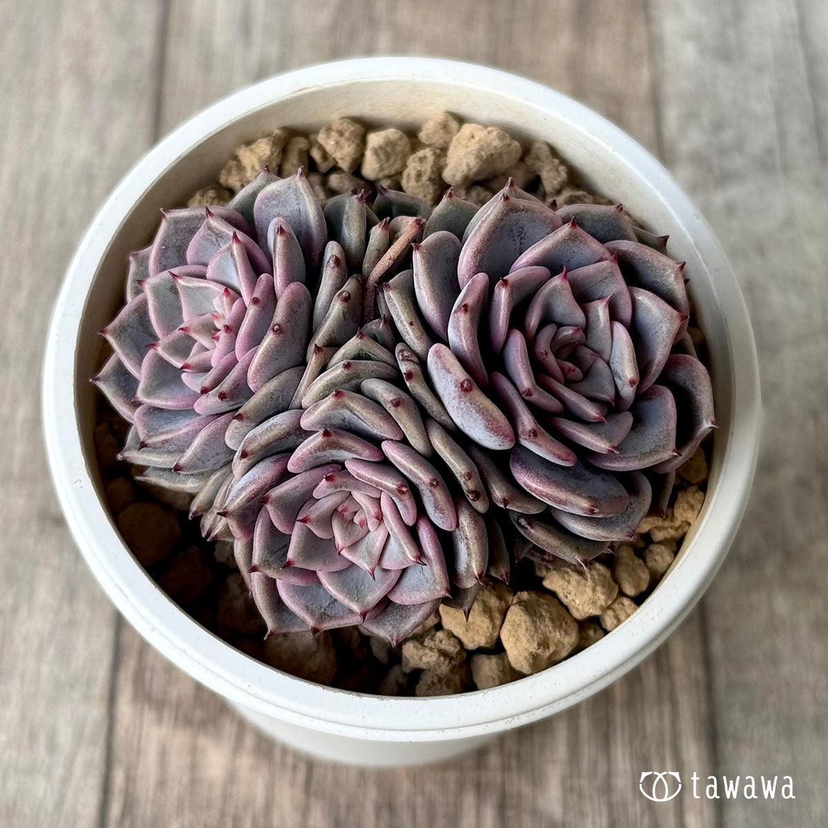 *新入荷* リオハート