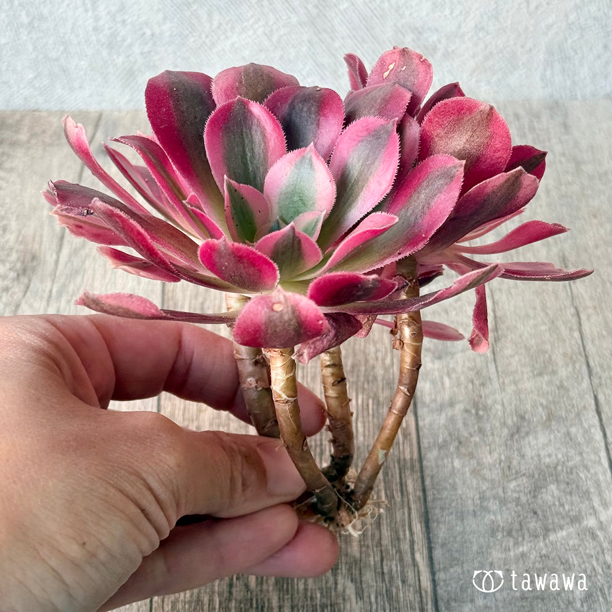 Aruba (1)