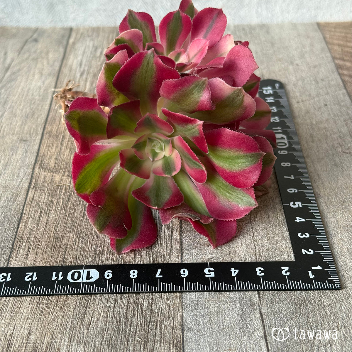 Aruba (1)