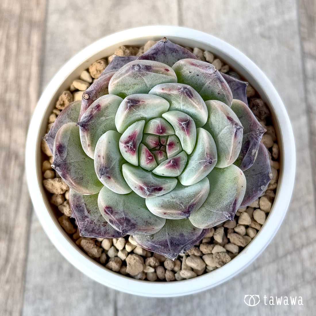 New Arrivals: Ice Green