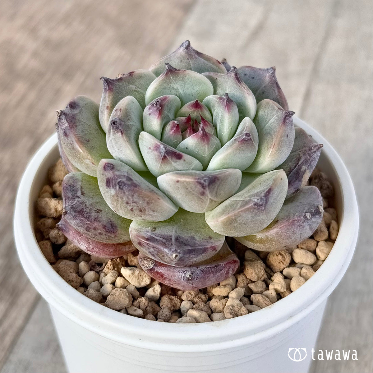 New Arrivals: Ice Green