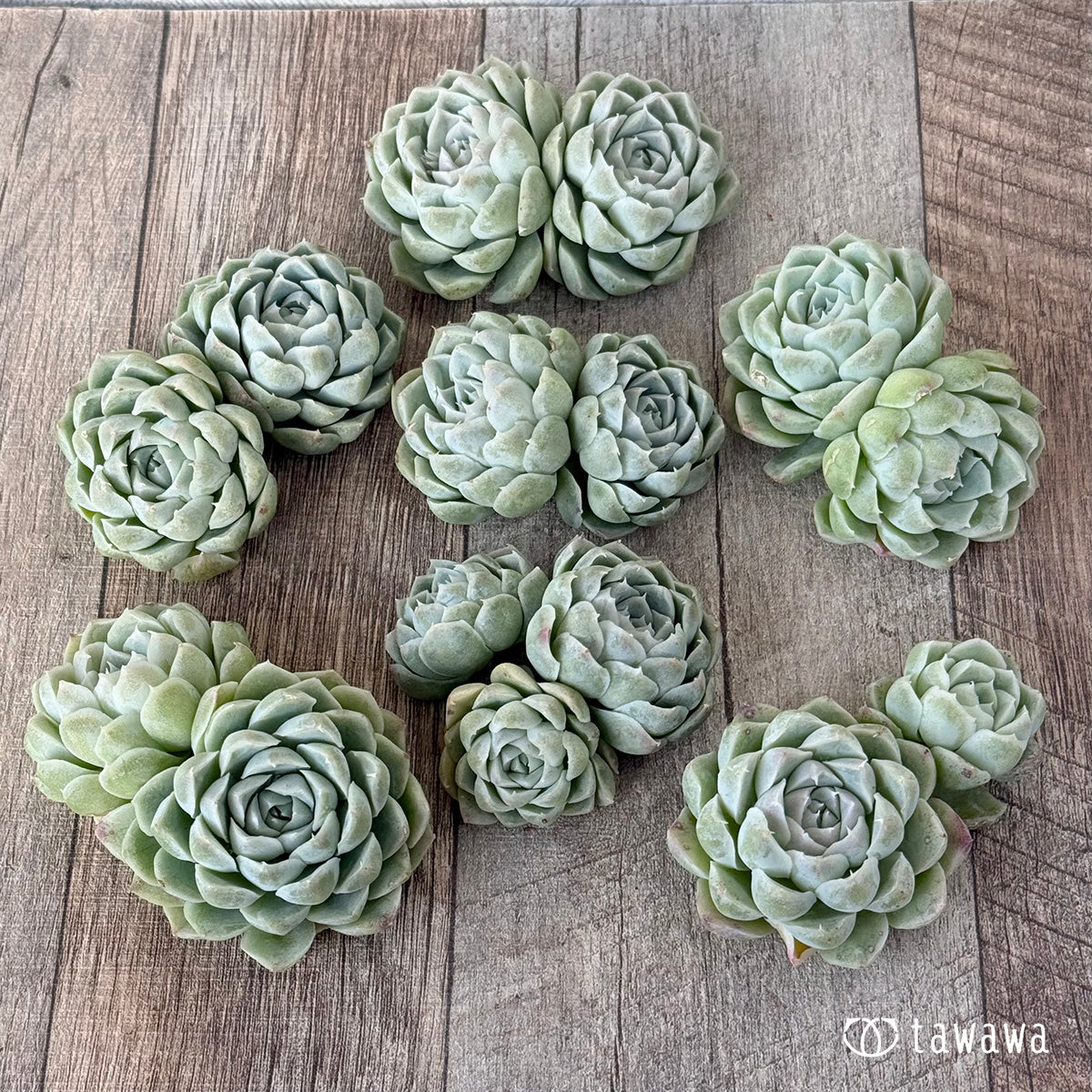 *新入荷* ヒューミリス《双頭》