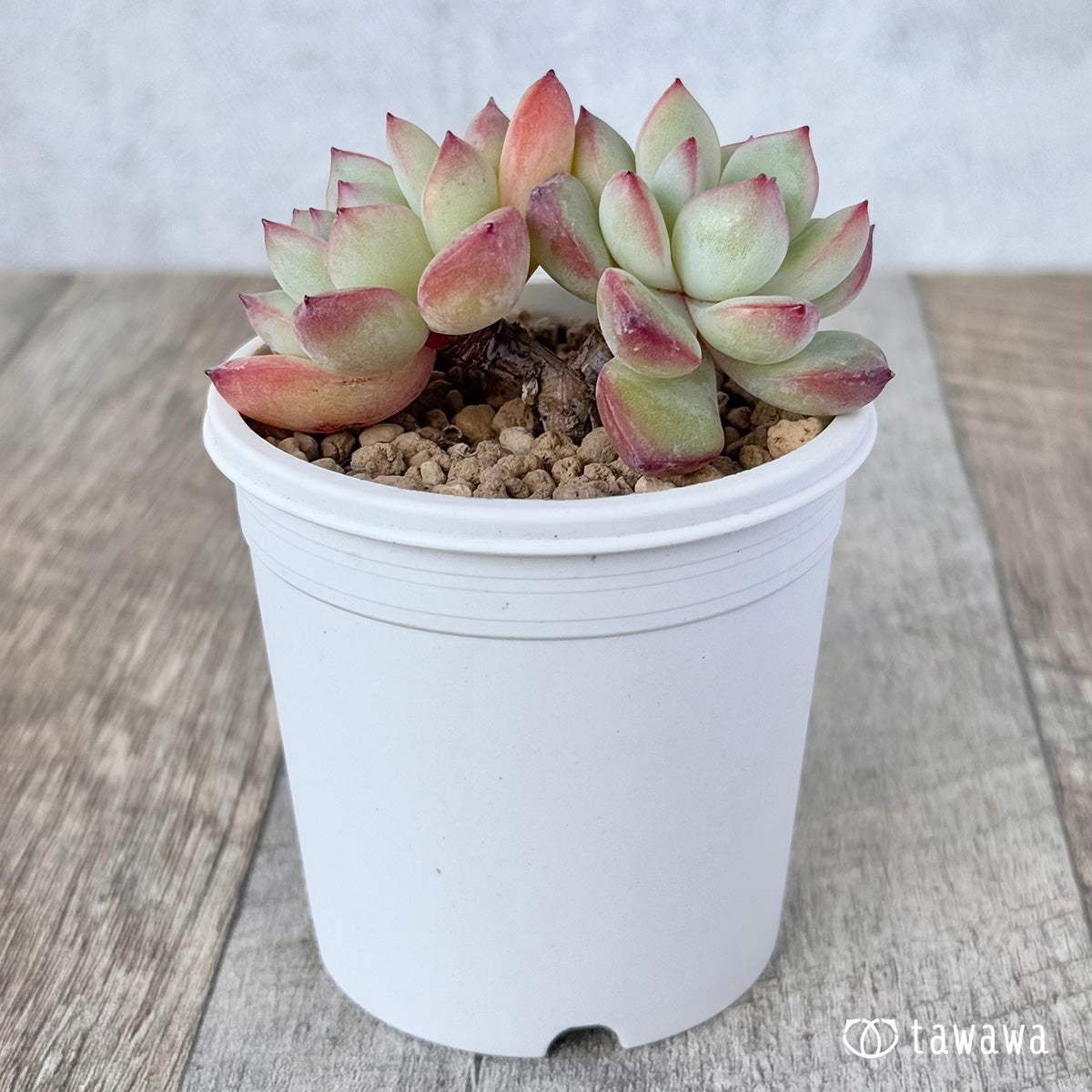 Koroki