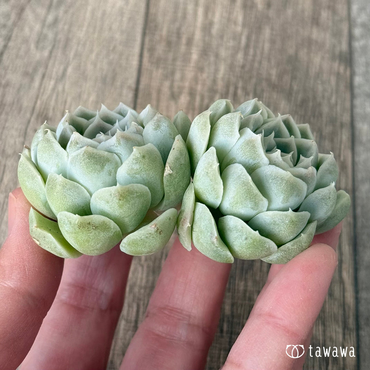 *新入荷* ヒューミリス《双頭》