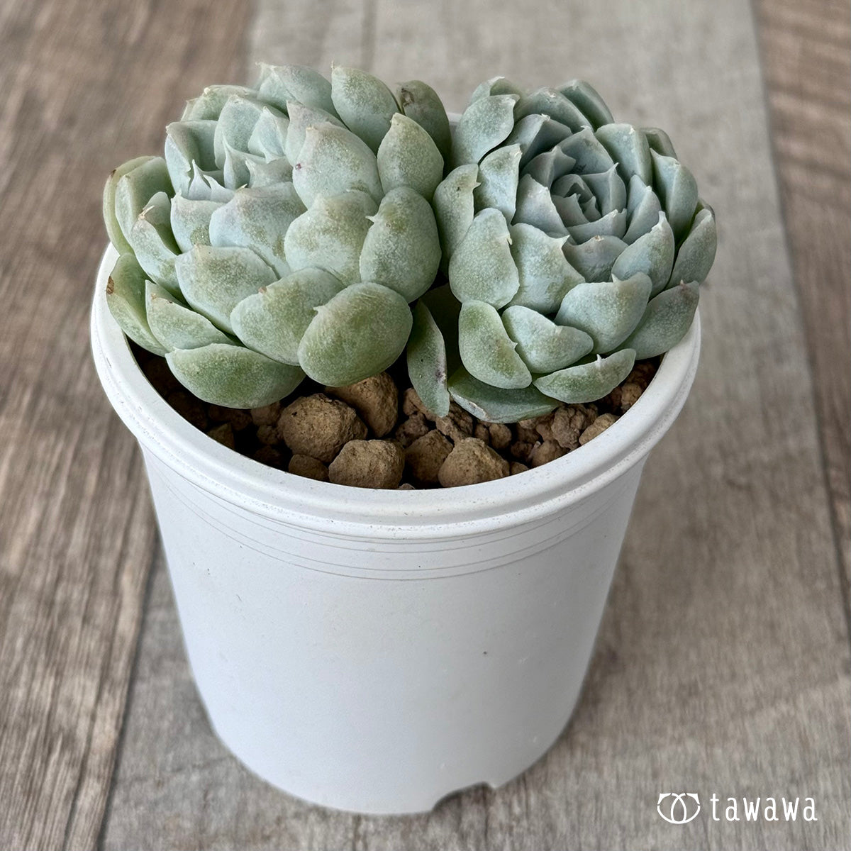 *新入荷* ヒューミリス《双頭》