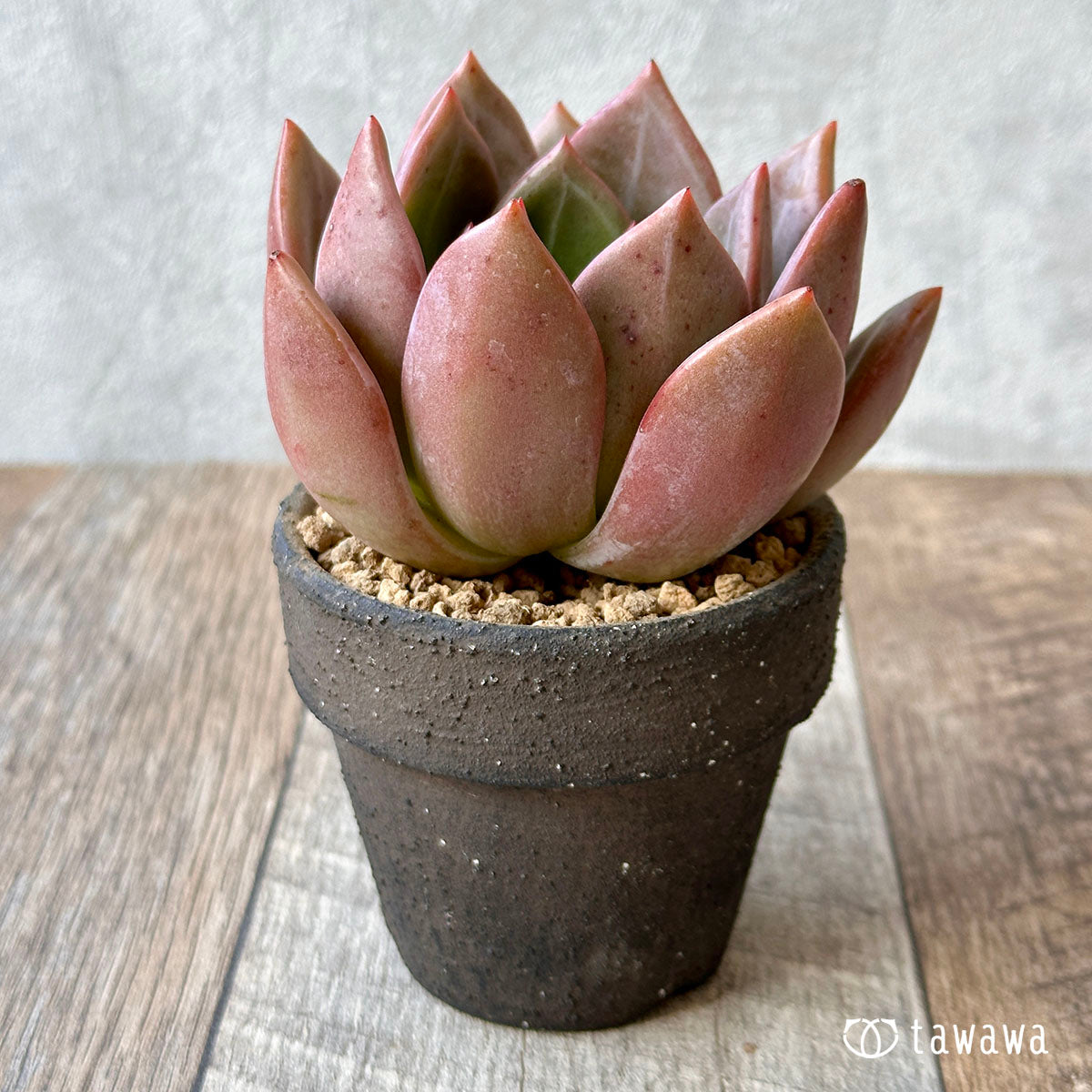 Romeo (Red Ebony)