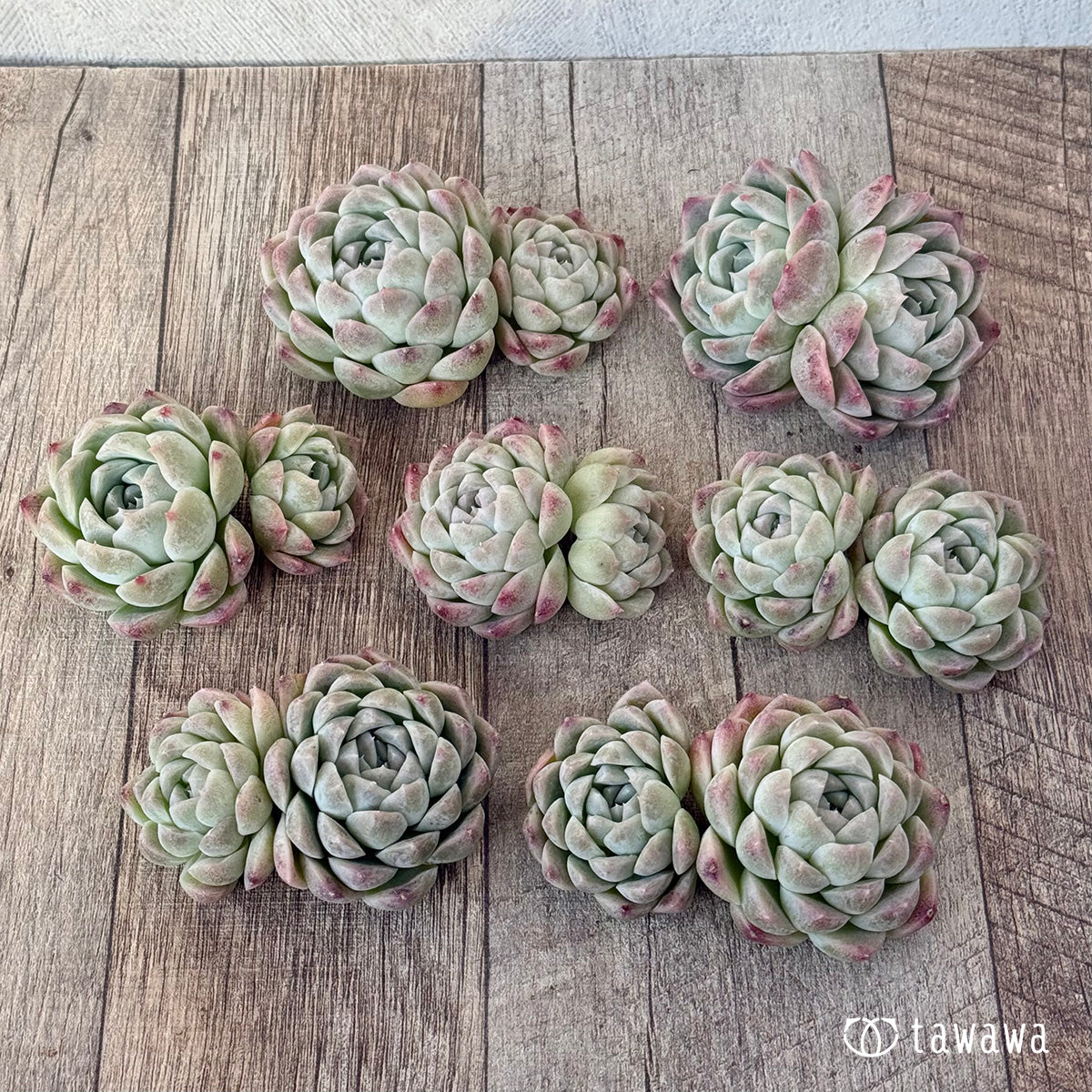 *新入荷* ミルクスムージー《双頭》