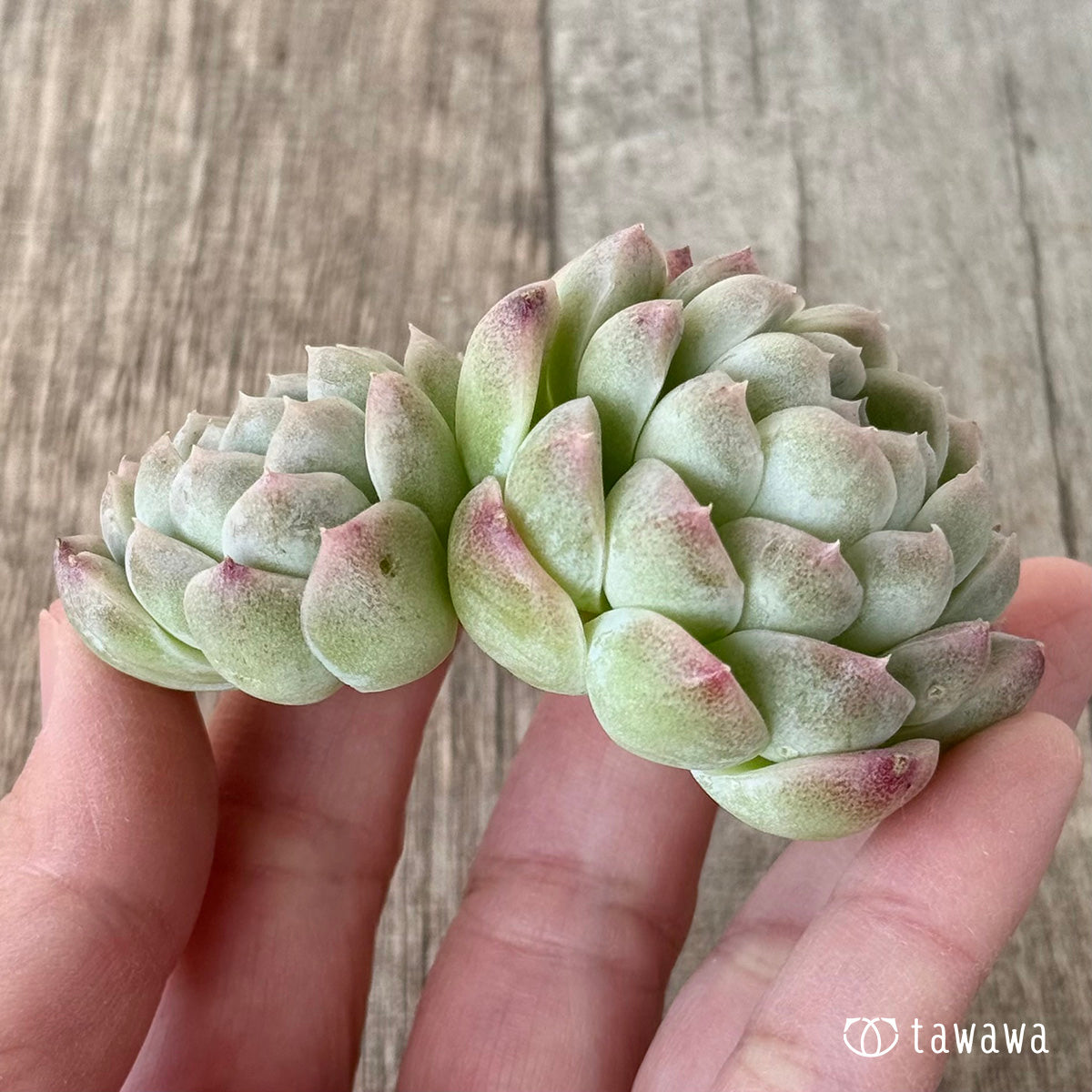 *新入荷* ミルクスムージー《双頭》