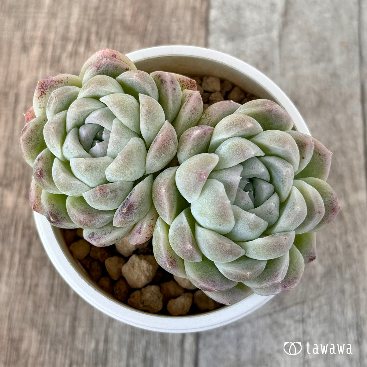 *新入荷* ミルクスムージー《双頭》