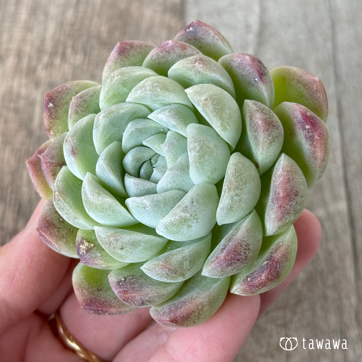 *新入荷* ミルクスムージー《単頭》