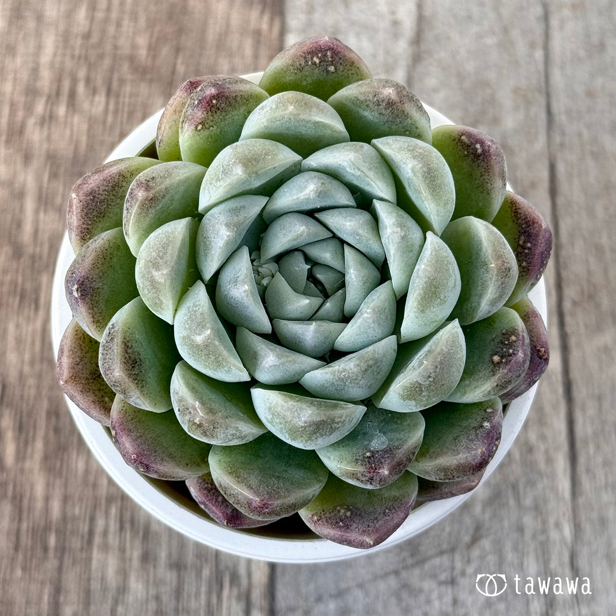 *新入荷* ミルクスムージー《単頭》