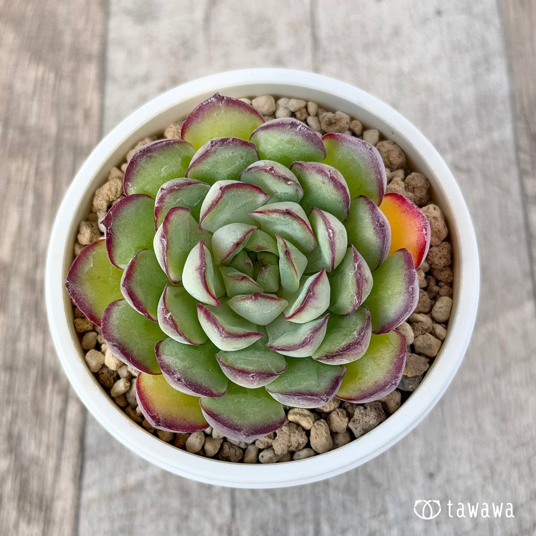 Koroki