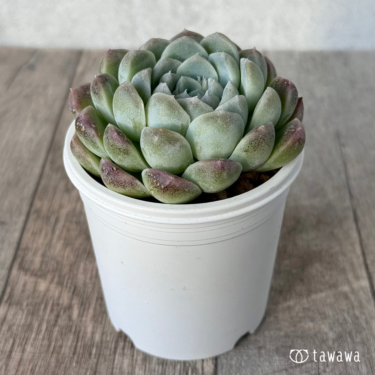 *新入荷* ミルクスムージー《単頭》