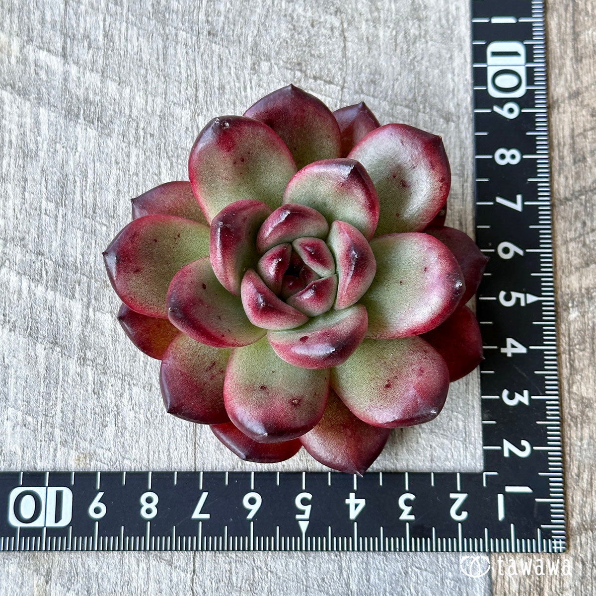 New Arrival Ariel